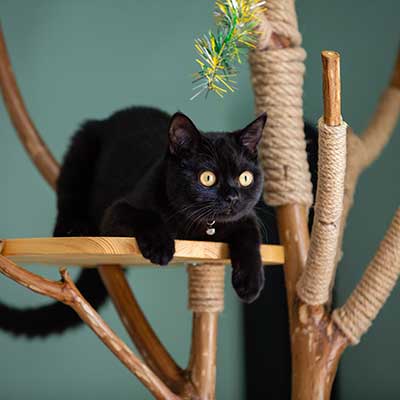 A black cat up on a cat tree