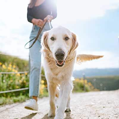 A golden retriever out for a walk