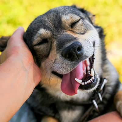 Pain Management Services