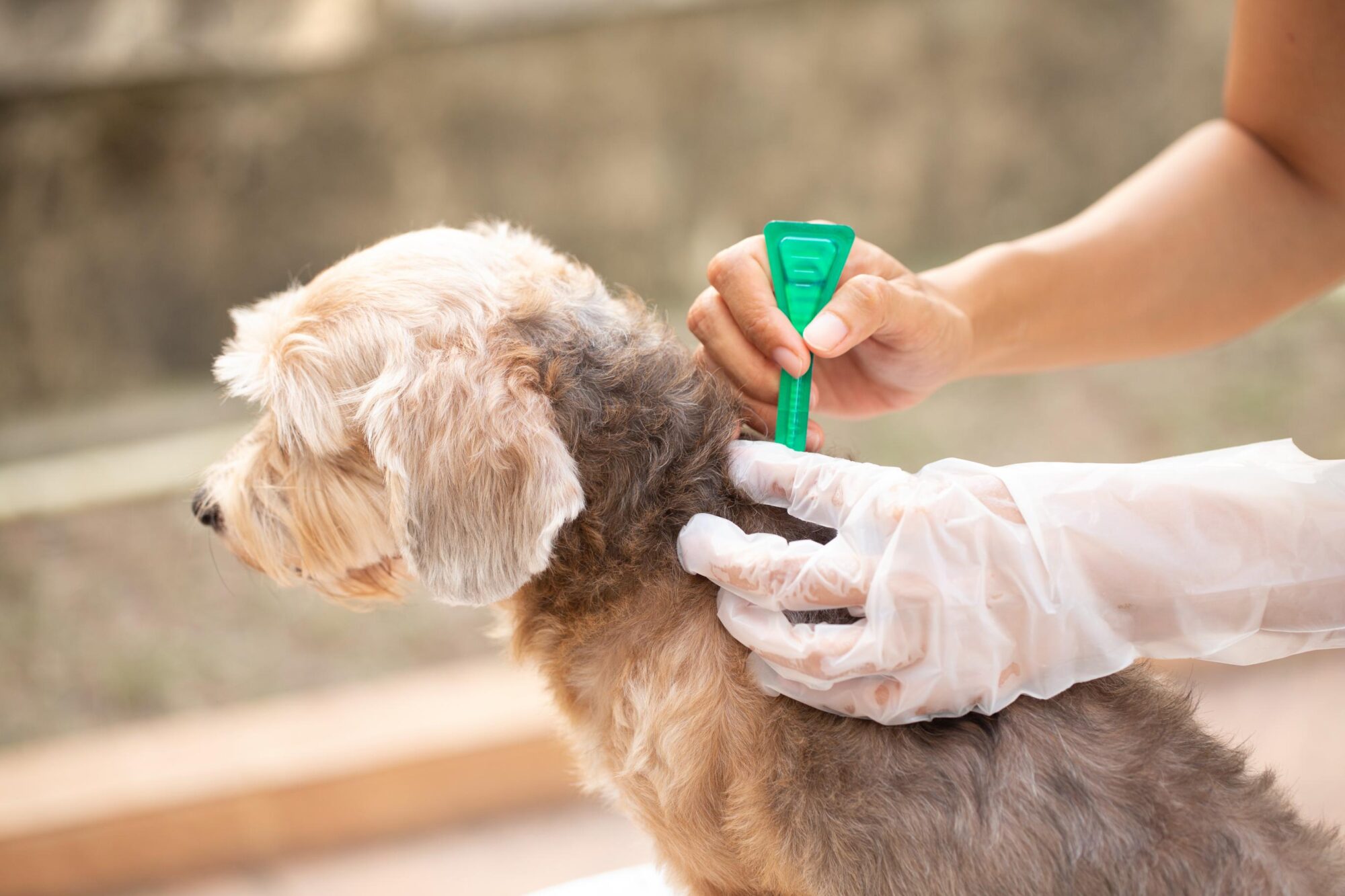 What Are the Best Ways to Protect Your Pet from Fleas and Ticks This Summer?