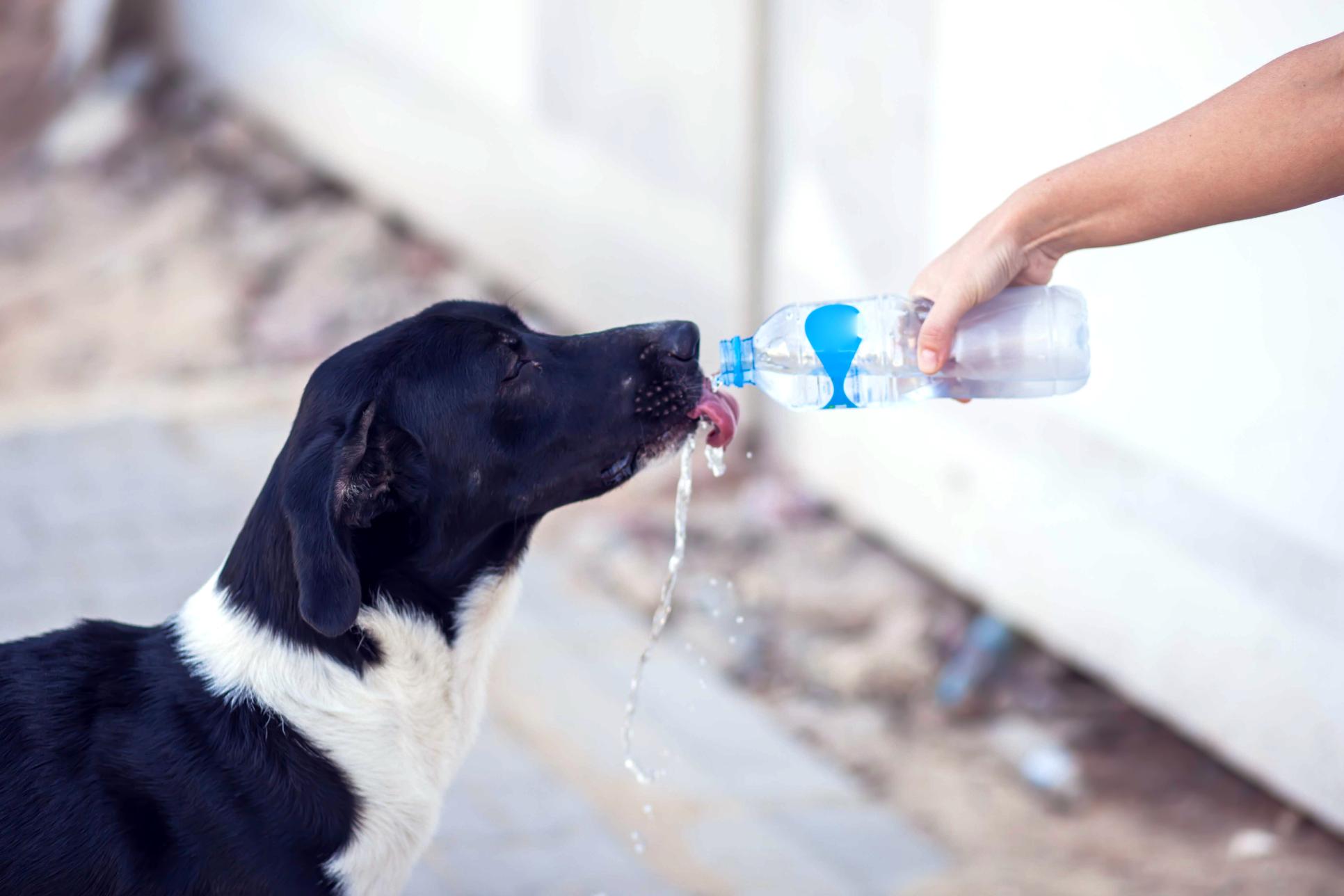 Dog drinking water. 