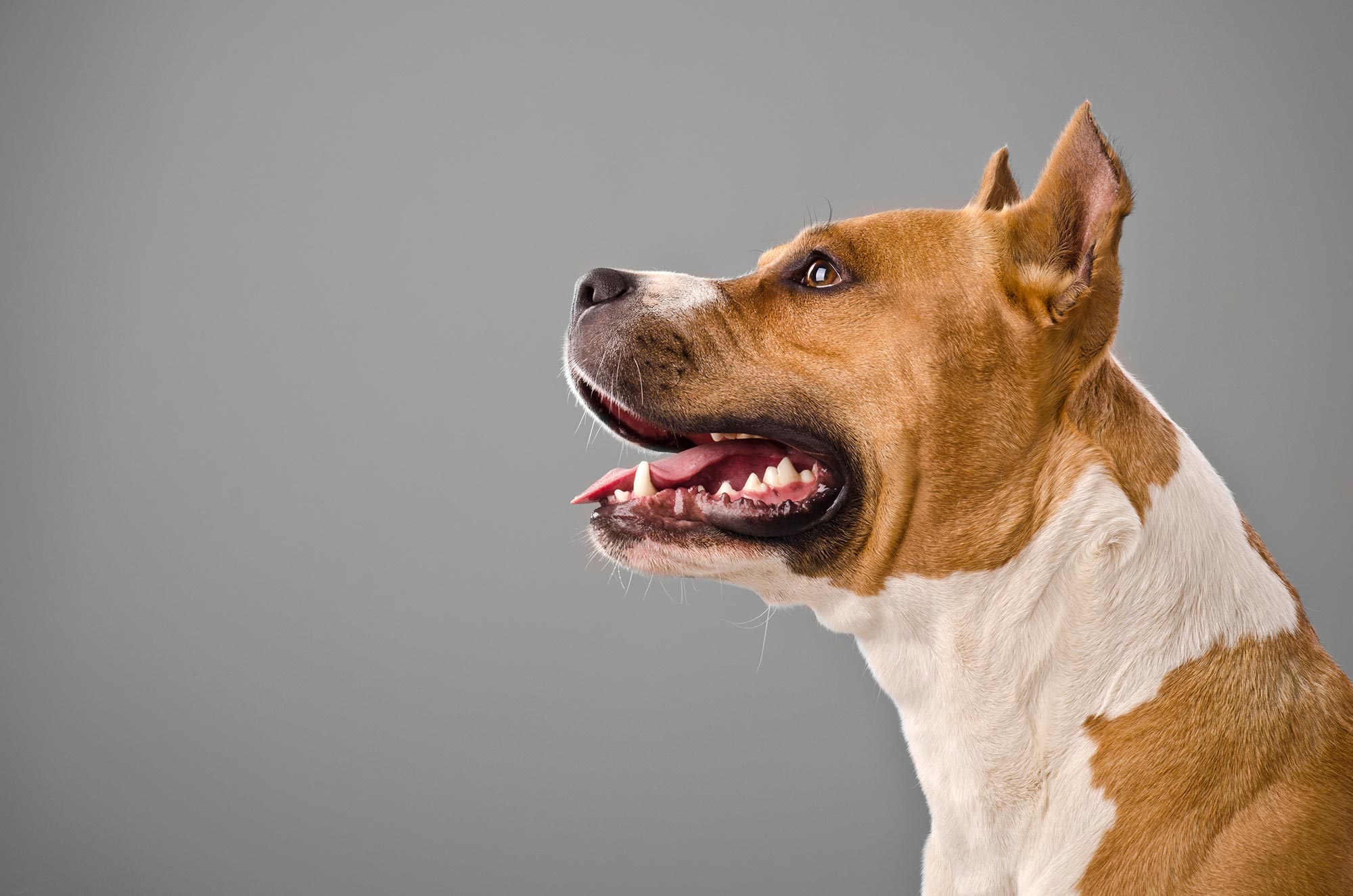 How to Prepare Your Pet for a Disaster: A Guide for Colorado Pet Parents