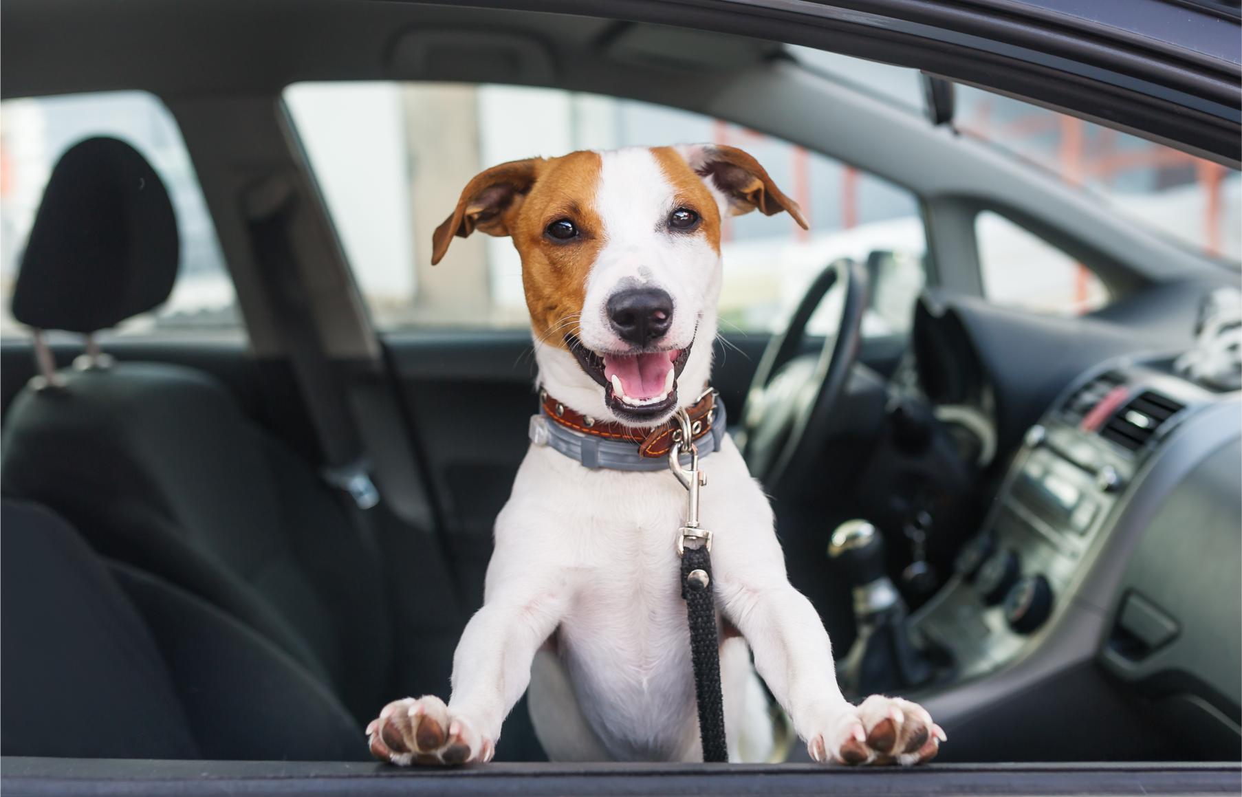 How Do You Prepare Your Pet for Labor Day Travel? 8 Must-Know Tips