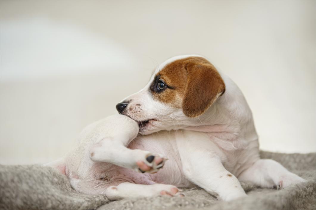 What Should Pet Owners Know About Fall Allergies? 7 Symptoms to Watch For