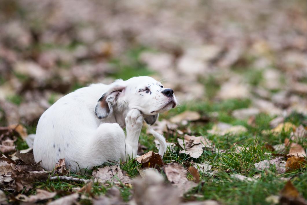 Dog itching from allergies.