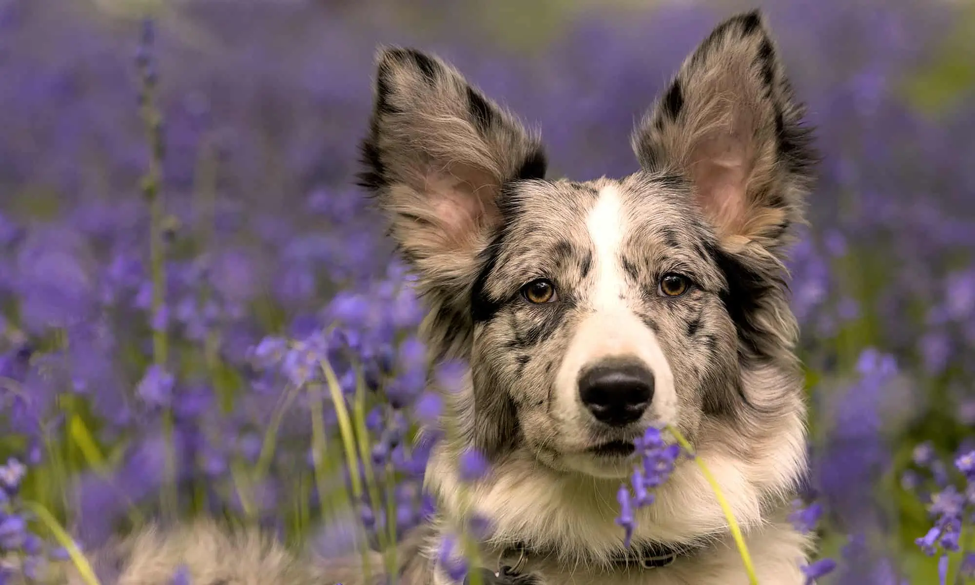 Holiday Safety Tips for Pets