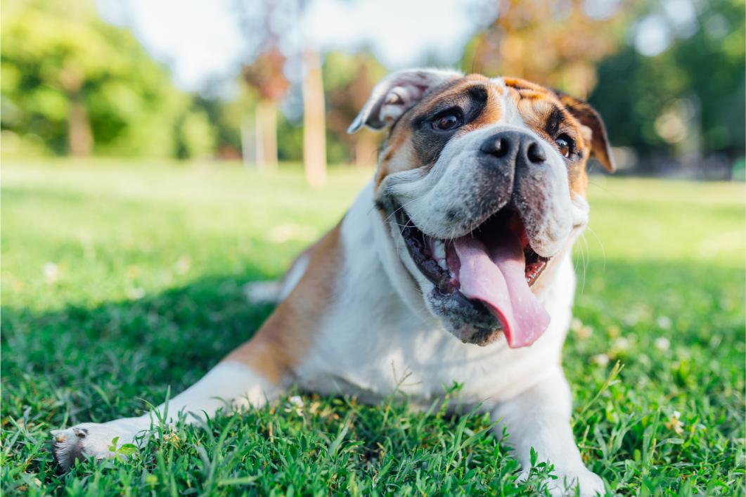 Fast Breathing in Puppies: What’s Normal and What’s Not