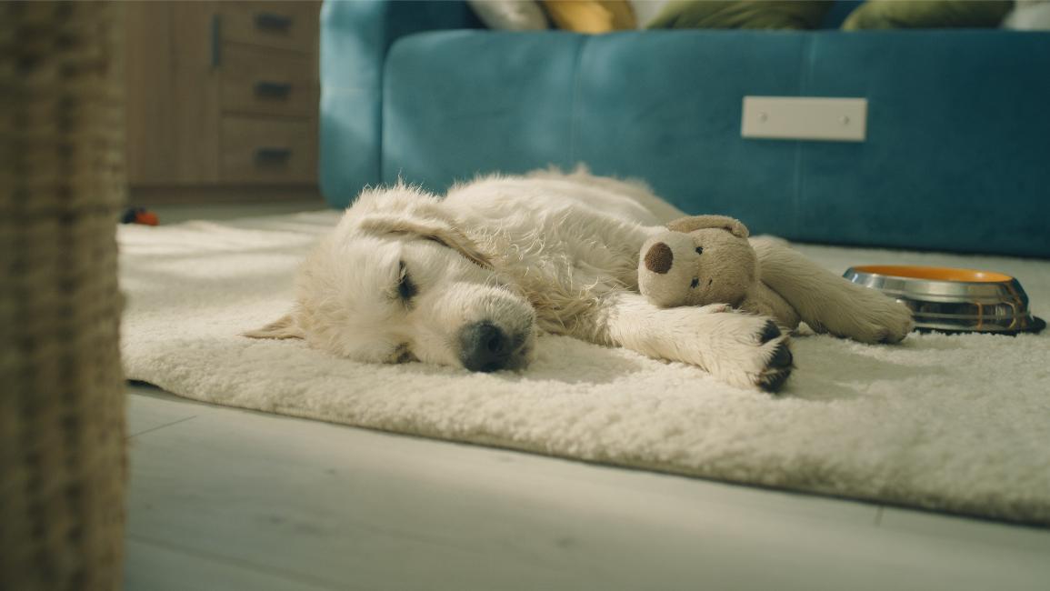 Fast Breathing in Puppies: What’s Normal and What’s Not