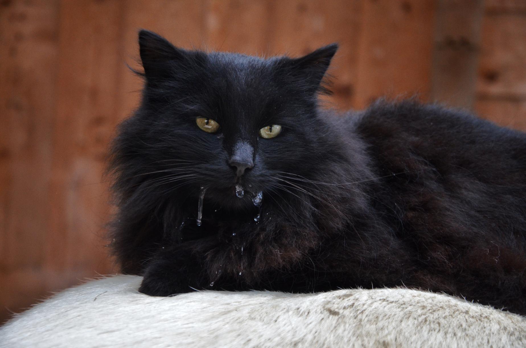 Why Is My Cat Drooling? When It Signals Dental or Toxicity Issues