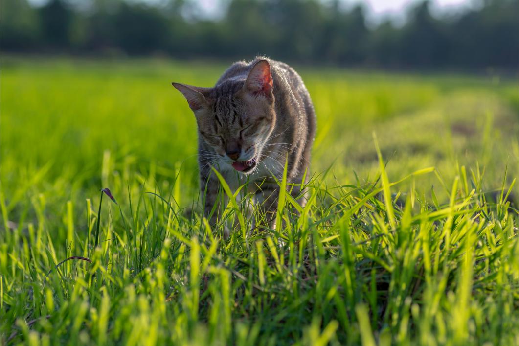 Why Is My Cat Vomiting in the Summer? Common Causes and When to See a Vet