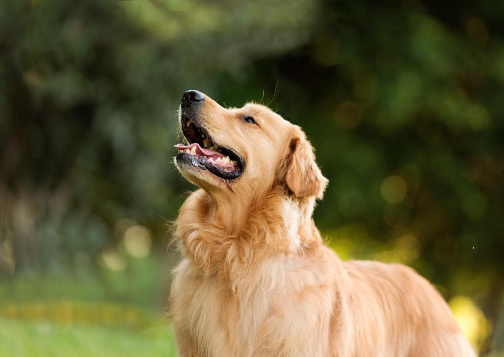 Can Dogs Get Sunburn? Signs of Sun Damage in Pets