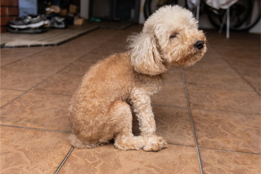 Dog Scooting Explained: Anal Glands, Allergies, or Something More Serious?
