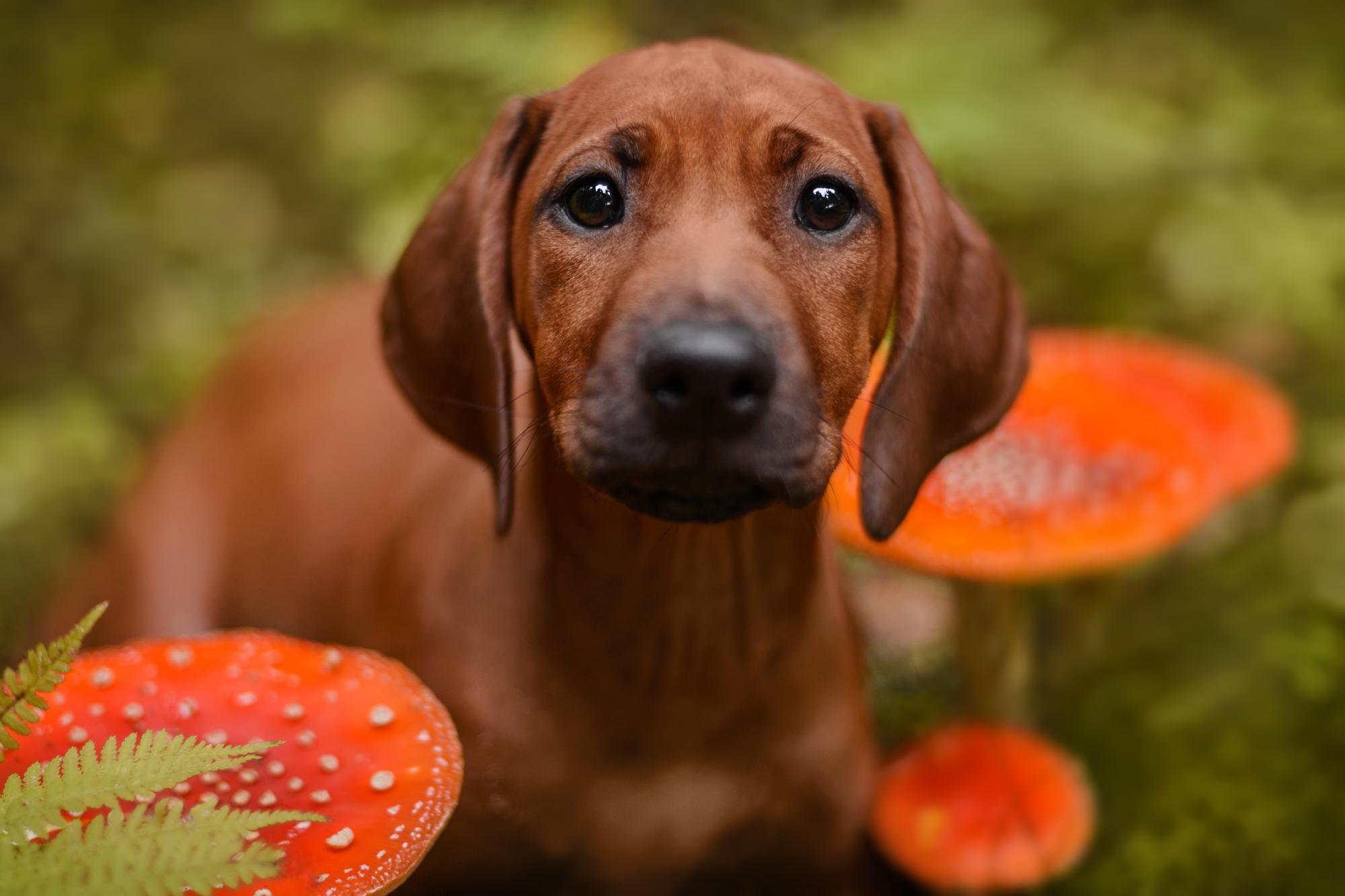 Mushroom Poisoning in Dogs: Which Wild Mushrooms Are Dangerous?