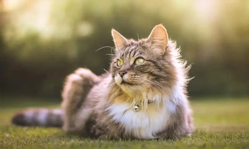 Cat on grass