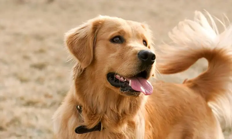 Golden retriever on a beach