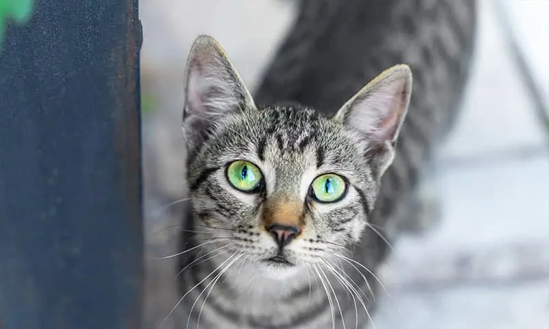 Cat indoors